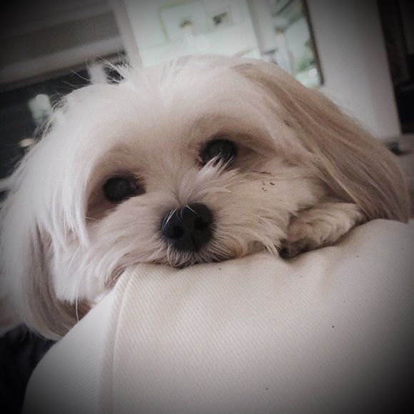 Meet your Posher, Julie - Picture 6 of 6